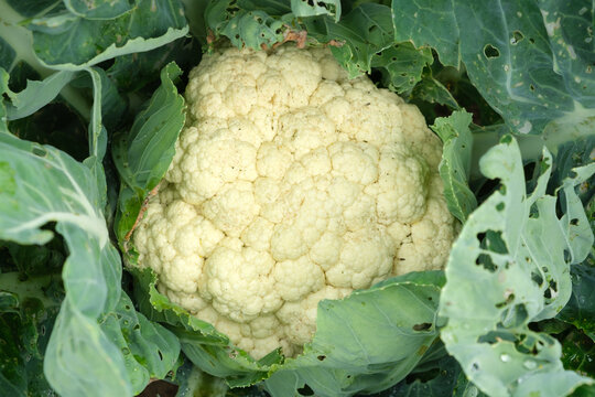 Close-up of ripe organic cauliflower cabbage, top view. Agriculture and horticulture concept. High quality photo