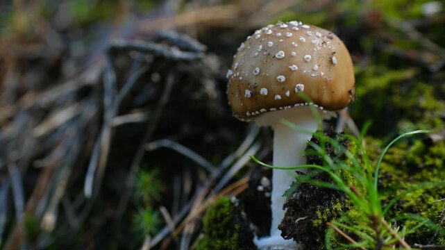 Single poisonous amanita pantherina mushroom, known as the panther cap, growing wild on the mossy forest floor among pine needles and green grass in its natural woodland habitat