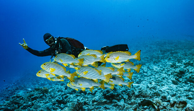 Scuba diver gives rock on sign to school of fish