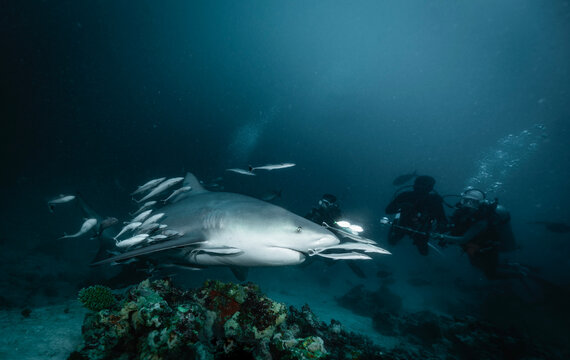 Bull shark with remoras swims past scuba divers