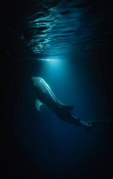 Whale shark gliding through a sunbeam underwater