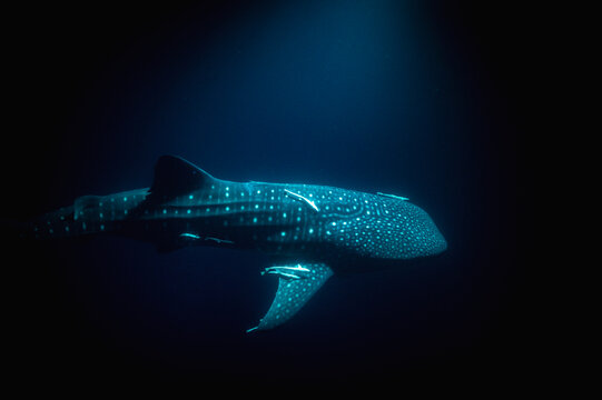 A majestic whale shark swims in deep dark blue water