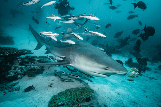 Large bull shark swimming with many remora fish