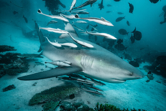 Bull shark with many remora fish swimming underwater
