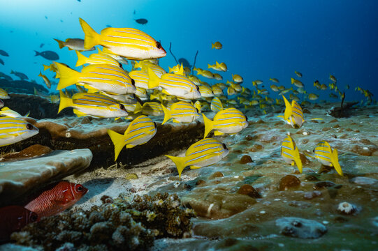 Large school of yellow snapper fish over coral reef