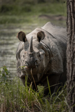 One-Horned Rhinoceros in the Wild
