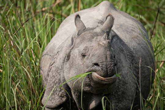 One-Horned Rhinoceros in the Wild