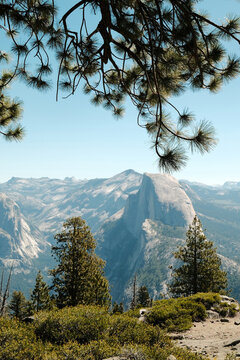 Half Dome view framed by pine branches in Yosemite National Park