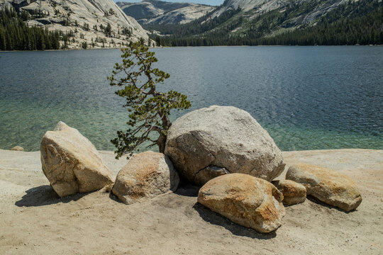Lone pine tree growing among granite boulders at Tenaya Lake