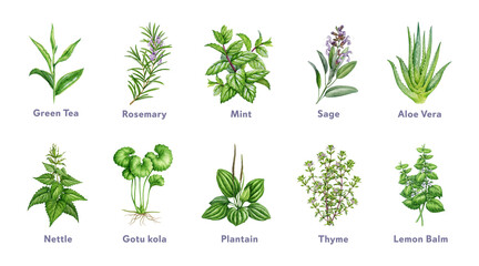Naklejka premium Herbs for natural skincare and wellness, hand painted watercolor illustration isolated. Aloe vera, sage, mint, rosemary, green tea and medicinal herbs for beauty, cosmetic and educational design.