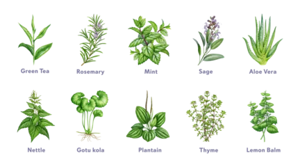 Herbs for natural skincare and wellness, hand painted watercolor illustration isolated. Aloe vera, sage, mint, rosemary, green tea and medicinal herbs for beauty, cosmetic and educational design. © anitapol