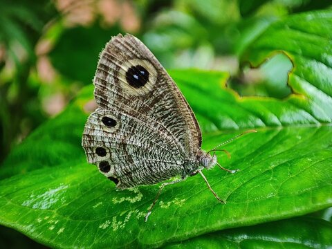 Macro close up shot of a common four ring butterfly with eye spots perched on a vibrant green leaf