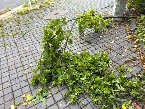 Broken Tree Branch on a City Footpath After a Storm &ndash; Storm Damage and Urban Safety Hazard