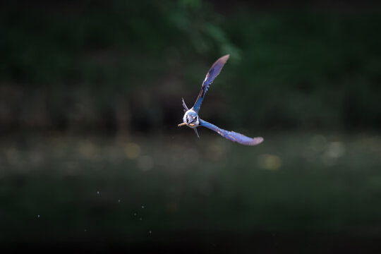 Collared Kingfisher, Todiramphus chloris, in flight in forest park, dynamic head-on flight, variable plumage pattern, greenish-blue crown and upperparts with white collar, dramatic smooth background