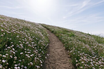 Naklejka premium The Winding Dirt Path Through a Field of White Flowers on a Hill