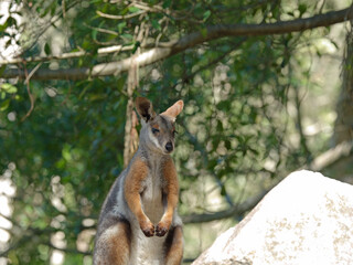 Yellow-Footed Rock-Wallaby Standing on a Rock in Natural Habitat © blueringmedia