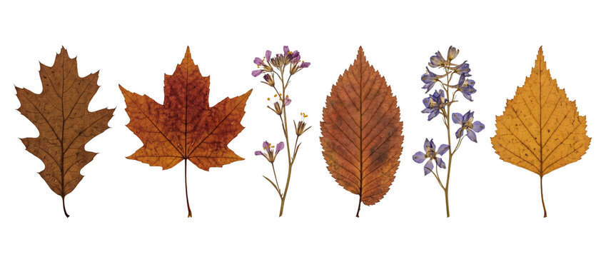 Dried pressed autumn leaves and flowers arranged on a black background for botanical herbarium specimen collection, fall foliage design element, and natural floral decor background layout.