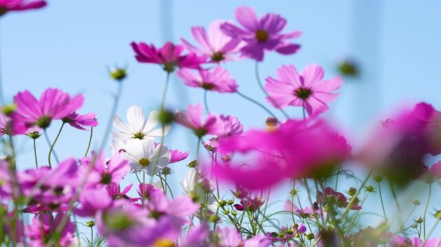 コスモス畑の4Kスローモーション動画