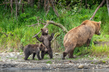 Ruling the landscape, brown bears of Kamchatka (Ursus arctos beringianus) © vaclav