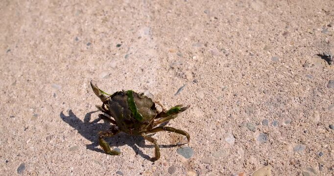 Slow motion footage of a live shore crab crawling across a rough concrete surface with seaweed attached to its dark shell showing its claws legs and detailed natural features as it moves on the ground