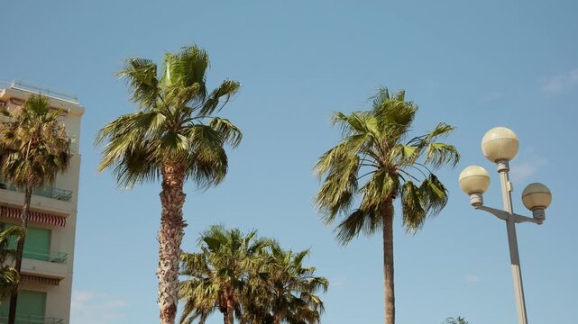 Beautiful tall palm trees with lush green leaves swaying in a gentle breeze against a clear blue sky on a sunny summer day. A seaside resort hotel and a street lamp are visible in the scene