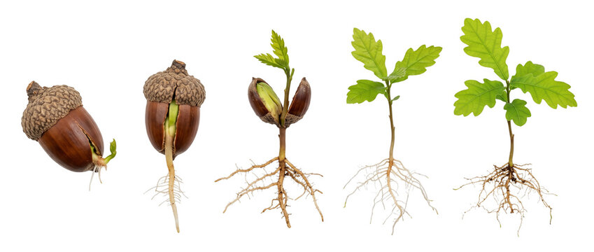 Acorn sprout growing oak seedling stage sequence with roots isolated on black background, showing plant germination progress, biological development lifecycle, concept of life and green renewal.