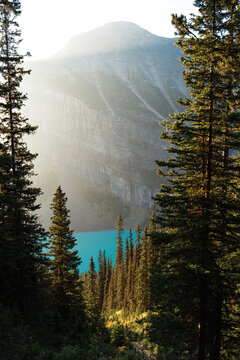 Morning sunlight streaming over Lake Louise through coniferous trees, Banff National Park