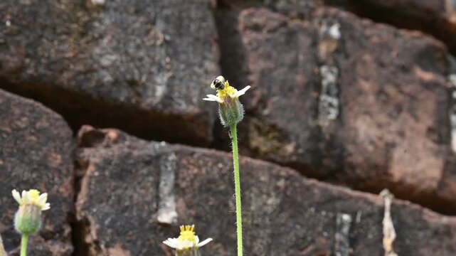 A tiny honey bee sucking the nectar from the Tridax procumbens flower. The flower features white petals, a green fuzzy calyx, and a long slender stem. Dark, textured  brick forms a soft-focus.
