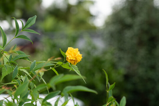 ヤエヤマブキの花