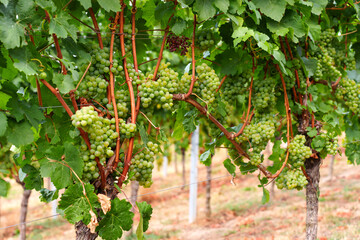 Obraz premium White Wine Grapes Ripening on Vines in a German Vineyard in Late Summer