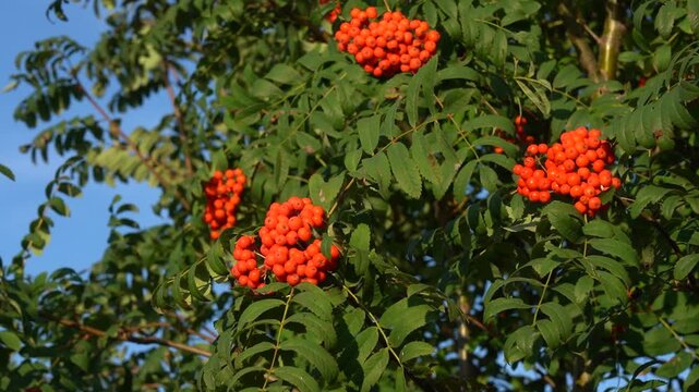 Vibrantly Colored Berries Cling to Lush Green Foliage Beneath a Clear Sky, Showcasing the Stunning Beauty of Nature in the Changing Seasons