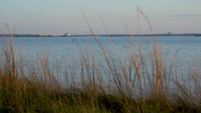 Scenic View of Serene Waters and Swaying Grass at Dusk with Reflections of Urban Landscape Under a Soft Evening Sky