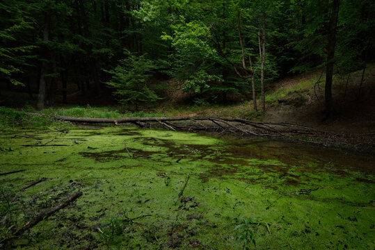 Mystical Forest Swamp with Fallen Tree and Lush Duckweed Pond
