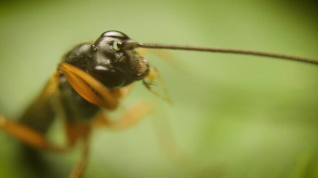 Extreme close up of ichneumonid wasp, ichneumonids, or  darwin wasp in natural environment