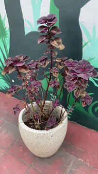 Miana flower pot