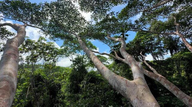 Time lapse looking up into the canopy of a giant ceiba tree in the Amazon rainforest of Ecuador, with white clouds racing across a deep blue sky.