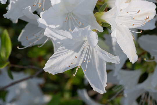 Close Up of White Azalea Blossoms