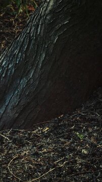 Colony of Ants Building Anthill from Dry Needles and Leaves in Forest timelapse time lapse