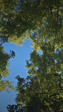 Looking up at lush green tree canopy against blue sky in spring