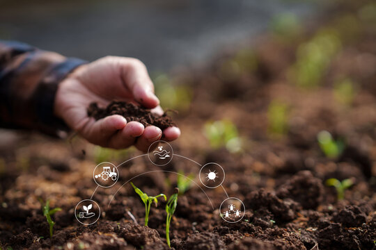 Farmer Hand Holding Rich Soil over Young Sprouting Plant with Smart Agriculture Icons

