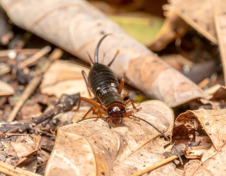 Close up macro shot of an earwig insect with its distinct cerci resting on dry leaf litter