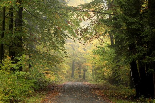 A forest path through the autumn beech forest on a foggy weather