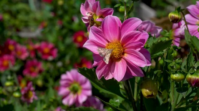 A Vibrant Display of Pink Flowers with a Butterfly, Showcasing Nature's Beauty in a Lush Garden Setting