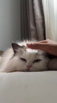 Cute Fluffy Cat Purring and Being Petted by Owner Vertical Video