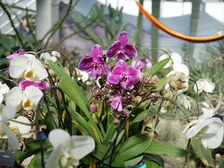 White and purple orchids blooming in a greenhouse © ESTHER