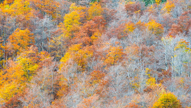 Vibrant autumn forest foliage covers mountain slopes, acting as a prime seasonal tourism destination for outdoor nature enthusiasts in the Julian Alps, Tarvisio, Friuli, Italy, Europe region.