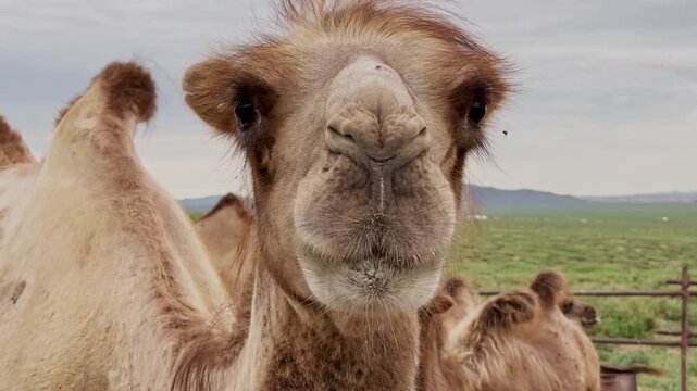 Closeup of camel head in Gobi desert, Mongolia