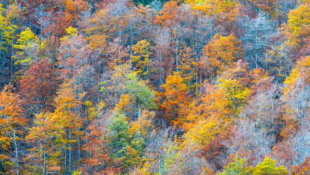 Vibrant autumn forest foliage displays a scenic, dense mountain landscape for seasonal nature tourism and outdoor exploration in the pristine wilderness, Julian Alps, Tarvisio, Friuli, Italy.