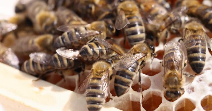 In a vibrant hive filled with buzzing bees, the insects work harmoniously, tending to their honeycomb as sunlight streams through. Watch their fascinating activity unfold in nature.
