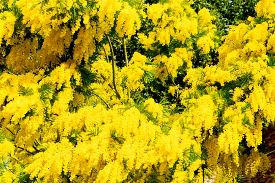gelbe Mimose mit duftenden Bl&uuml;ten im Fr&uuml;hling, Fr&uuml;hlingsbote im Mittelmeerraum.